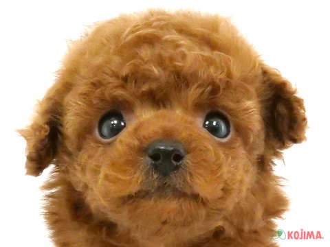 千葉県のトイプードル(トイ) (コジマウエルケアセンター/2025年3月1日生まれ/男の子/レッド)の子犬
