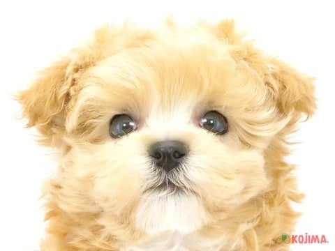 千葉県のマルプー(マルチーズ×プードル) (コジマウエルケアセンター/2025年3月2日生まれ/男の子/アプリコット)の子犬