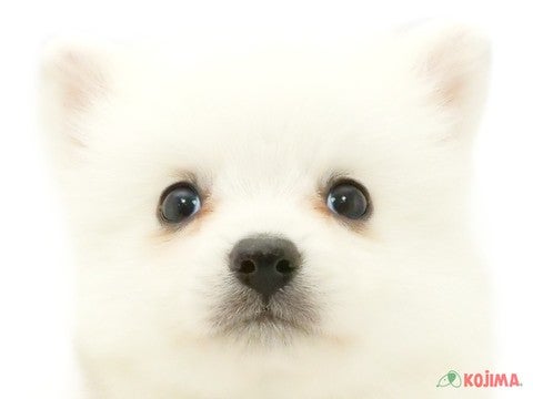 埼玉県の日本スピッツ (コジマ和光店/2025年3月1日生まれ/男の子/ホワイト)の子犬