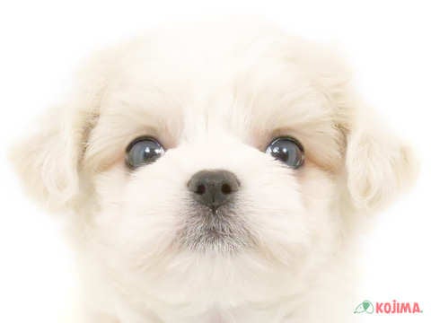 千葉県のチワマル/マルチワ(チワワ×マルチーズ) (コジマウエルケアセンター/2025年3月1日生まれ/男の子/クリーム)の子犬