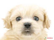 ハーフ犬（ペキプー）