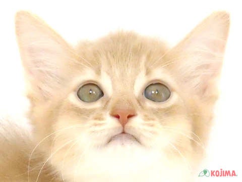 千葉県のソマリ (コジマウエルケアセンター/2025年3月2日生まれ/女の子/フォーン)の子猫