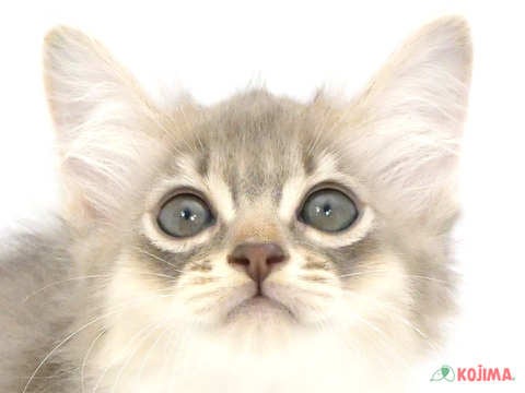 千葉県のソマリ (コジマウエルケアセンター/2025年3月2日生まれ/女の子/ブルー)の子猫