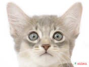 【2025/05/05撮影】丸みのあるクサビ形の愛らしいお顔💕