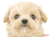 ハーフ犬（マルプー）