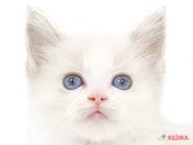 825212_ext_33_0_L.jpg