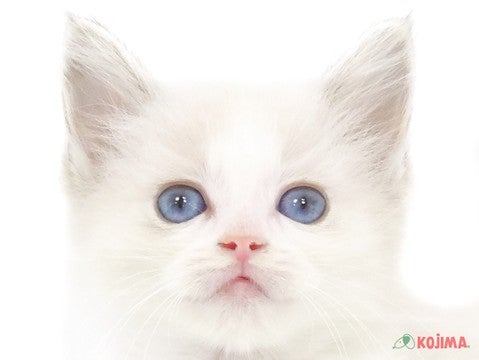 東京都のラグドール (コジマ足立店/2025年2月25日生まれ/女の子/シールポイントバイカラー)の子猫