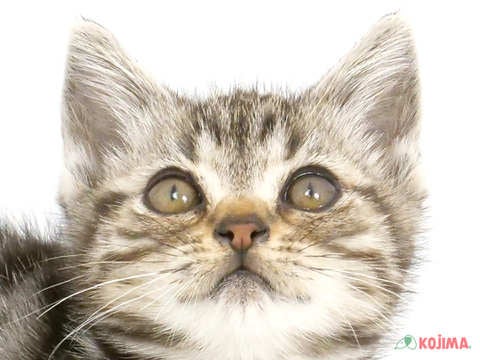 東京都のアメリカンショートヘアー (コジマ足立店/2025年2月15日生まれ/男の子/シルバータビー)の子猫
