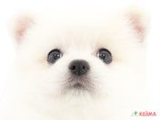 825330_ext_33_0_L.jpg