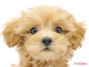 ハーフ犬（マルプー）