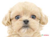 ハーフ犬（ペキプー）