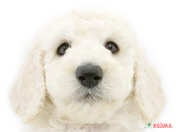 825374_ext_33_0_L.jpg