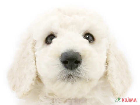 東京都のスタンダードプードル (コジマソコラ用賀店/2025年3月1日生まれ/男の子/ホワイト)の子犬