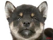 柴犬