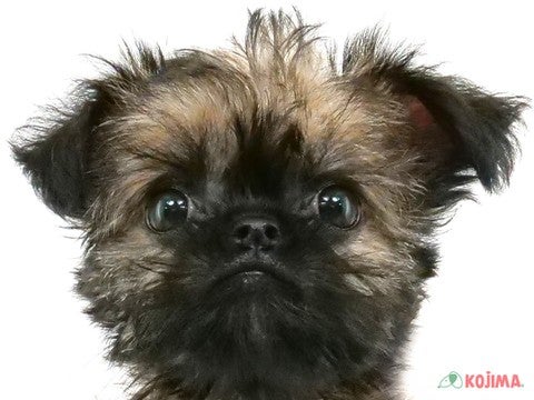 【2025/5/1撮影】ただ今コジマで1頭のみの珍しい犬種！