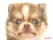 ハーフ犬（ポメチワ）
