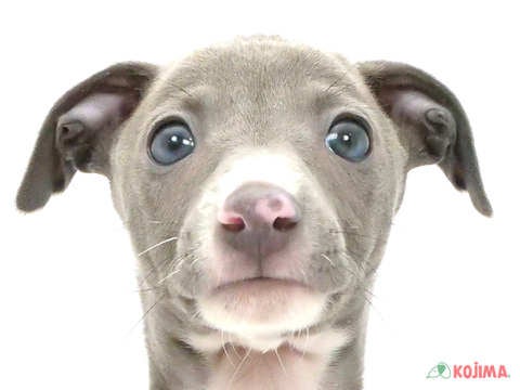 埼玉県のイタリアングレーハウンド (コジマ和光店/2025年3月1日生まれ/男の子/グレーホワイト)の子犬