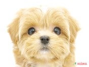 ハーフ犬（マルプー）