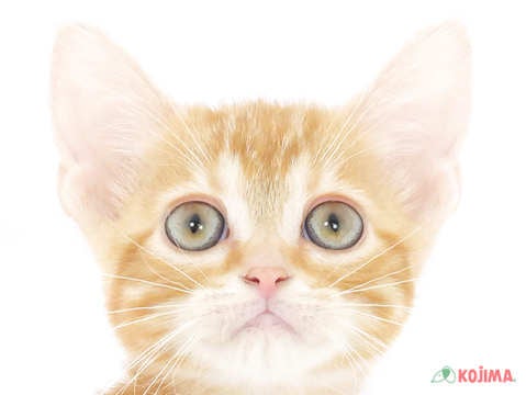 東京都のアメリカンショートヘアー (コジマ高井戸店/2025年3月2日生まれ/女の子/レッドタビー)の子猫