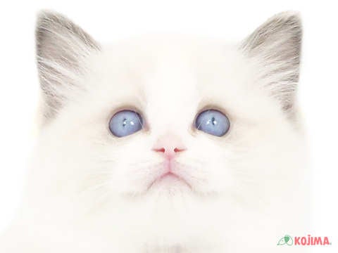 埼玉県のラグドール (コジマモラージュ菖蒲店/2025年3月2日生まれ/男の子/ブルーポイント)の子猫