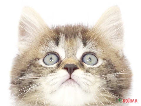 東京都のサイベリアン (コジマ西篠崎店/2025年3月2日生まれ/男の子/ブラウンタビー)の子猫