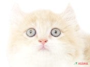 キンカロー