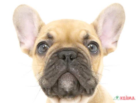 埼玉県のフレンチブルドッグ (コジマニトリ川越店/2025年2月28日生まれ/男の子/フォーン)の子犬