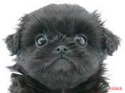 ハーフ犬（ペキプー）