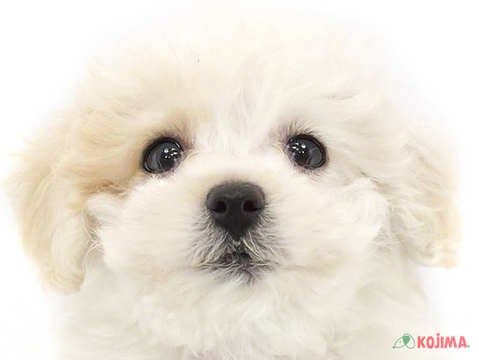 神奈川県のボロニーズ (コジマベイタウン横浜本牧店/2025年2月26日生まれ/女の子/ホワイト)の子犬