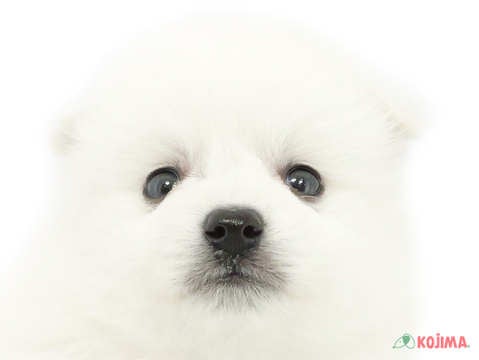 東京都の日本スピッツ (コジマ木場店/2025年3月2日生まれ/男の子/ホワイト)の子犬