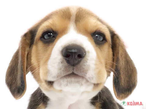 東京都のビーグル (コジマソコラ用賀店/2025年3月3日生まれ/男の子/ブラックタンホワイト)の子犬