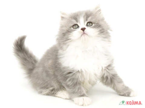 5/2撮影♬　爆毛でもふもふ😻