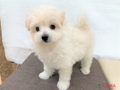 2025/05/01撮影　甘えん坊さんのポメプー君です♡