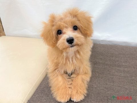 2025/5/01　撮影　きゅるんとした目が可愛い子です(*^-^*)♡