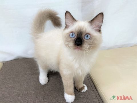 2025/05/01撮影　美人さんなラグちゃんです(*^-^*)♡