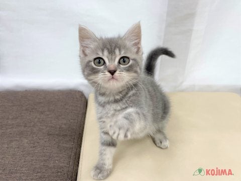 2025/05/01　撮影　猫じゃらし大好き♡