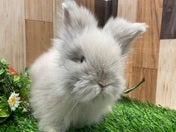 ライオンラビット