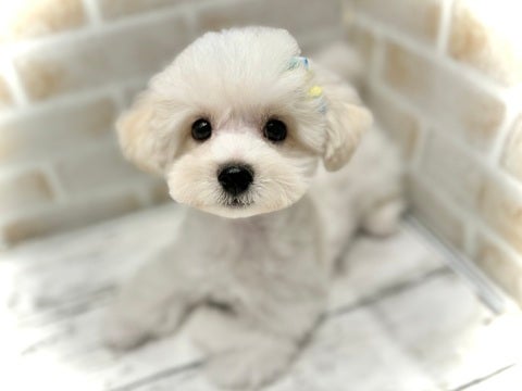 5/1更新✨　かわいくカットしてもらいました～✨