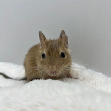 5/1撮影📸✨　※小動物ちゃんの成長は早いので、実際とは異なる場合があります。