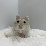 ハムスター系その他