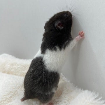 白黒模様が特徴です🐼