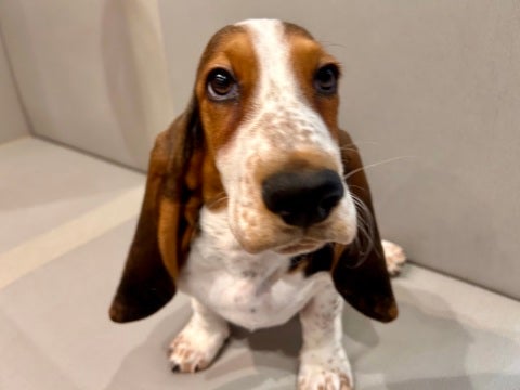 2025/05/01  抱っこ大好き❤️体は大きくてもまだまだ甘えん坊です🐶