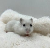 パールドワーフハムスター