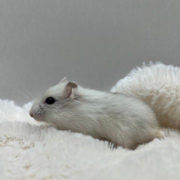 その子によって、色味が少しずつ変わってきます🐹