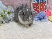 ミニウサギ