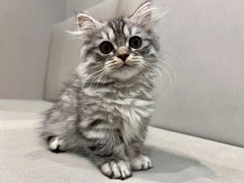 2025/05/01  のんびり屋さんなかわいこちゃんです✨