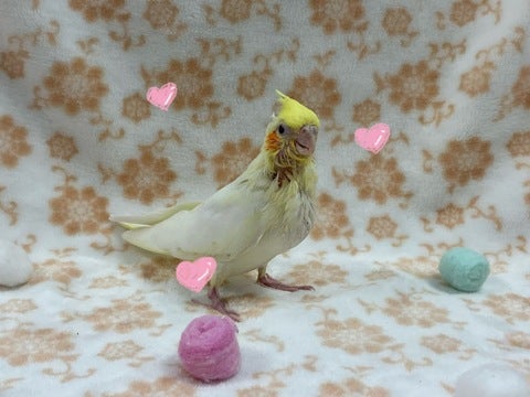 撮影日：2025/05/01 1週間でここまで成長しました❣️