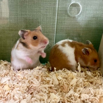 まだまだ小さなゴールデンさんです🐹✨🫧2025年4月30日撮影📸
