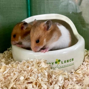 みなさまのご来店をスタッフ一同お待ちしております🫰🏻🫰🏻🐹🫰🏻🫰🏻