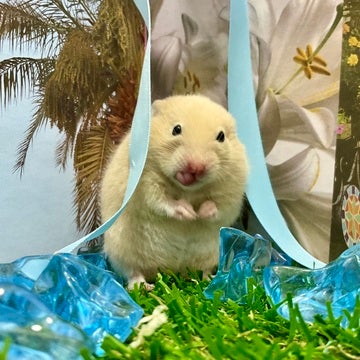 この子、かわいい～！！！！🐹✨🫧2025年4月30日撮影📸